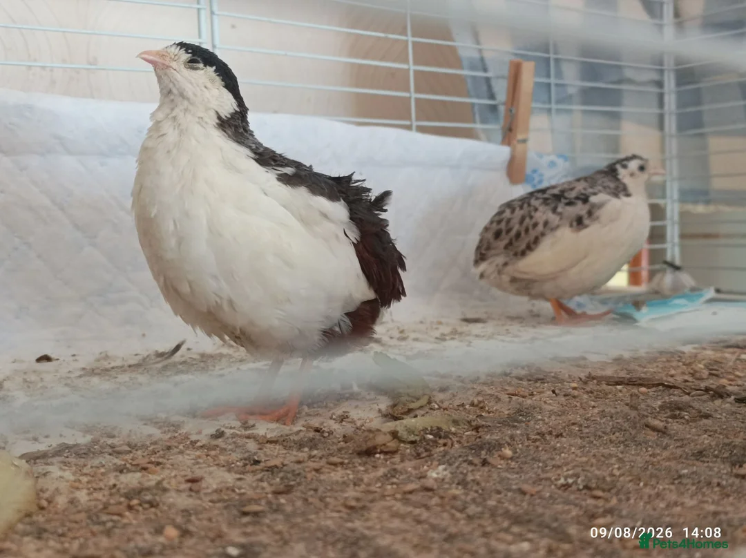 Quail poultry for sale: Tiny Button Quail - Tuxedo Pied Group - Advert 1