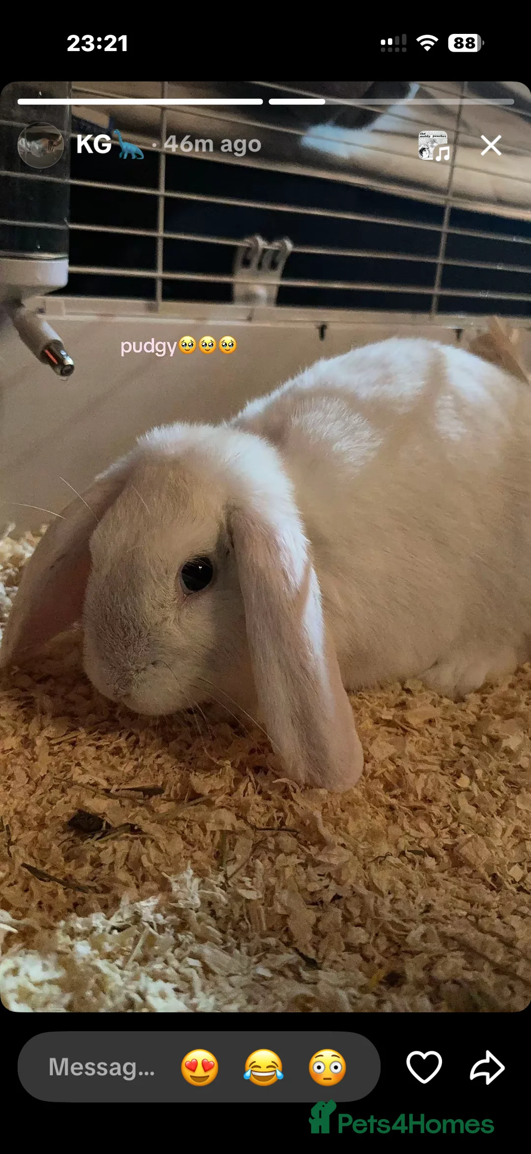 English rabbits for sale: rabbit  in Bootle - Advert 2