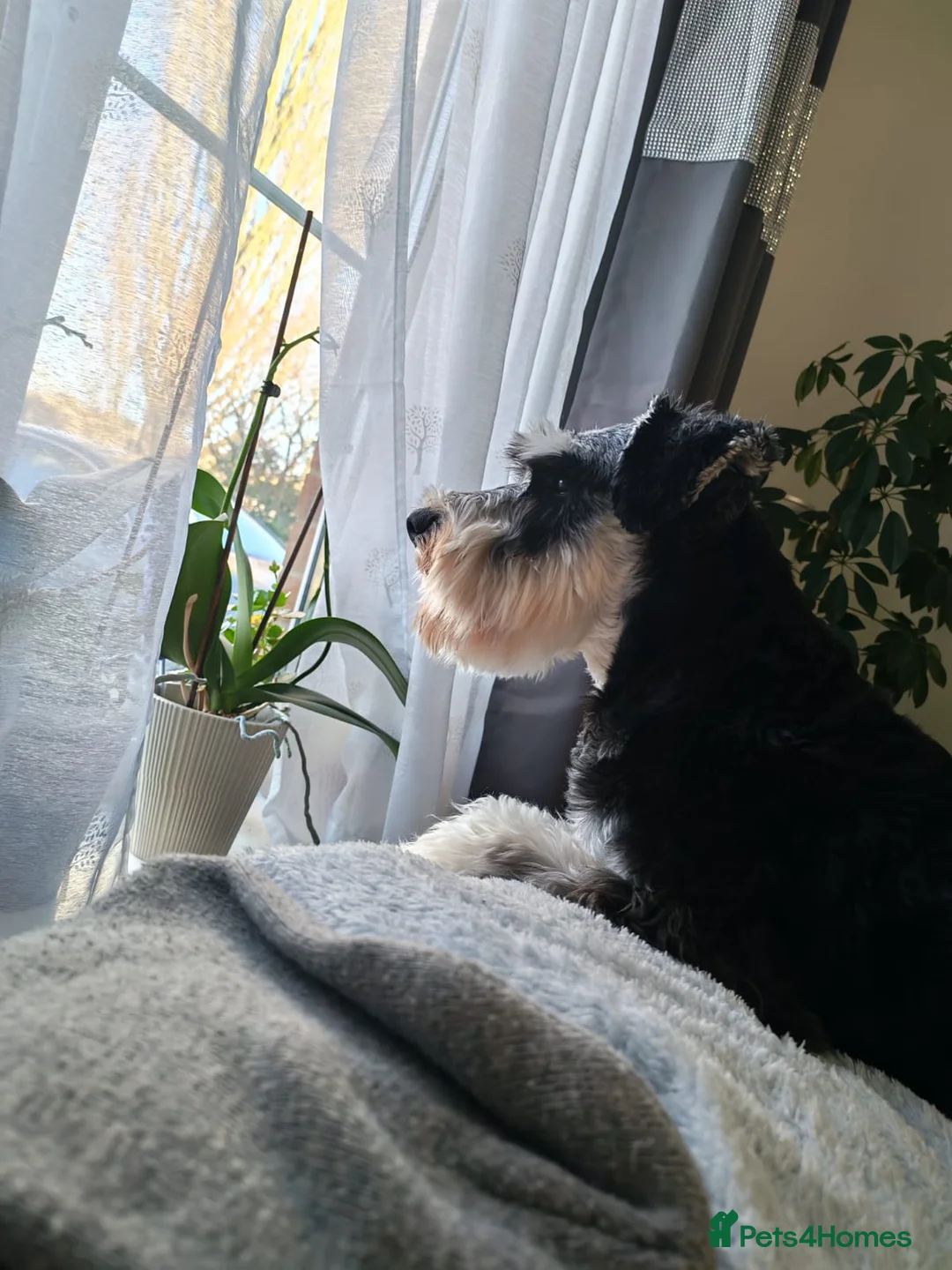 Miniature Schnauzer dogs for stud: KC Registered Miniature Schnauzer for Stud - Advert 7