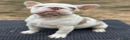 French Bulldog dogs for sale: 3 male french bulldogs  - Advert 1