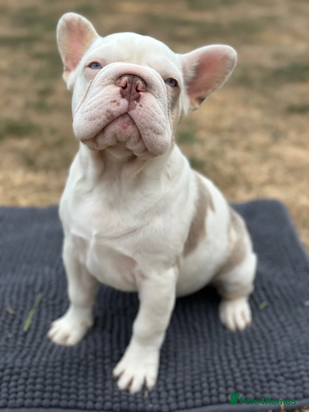 French Bulldog dogs for sale: 3 male french bulldogs  - Advert 1