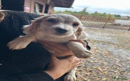 Cocker Spaniel dogs for sale: Beautiful cocker spaniel puppies❤️ - Image 15