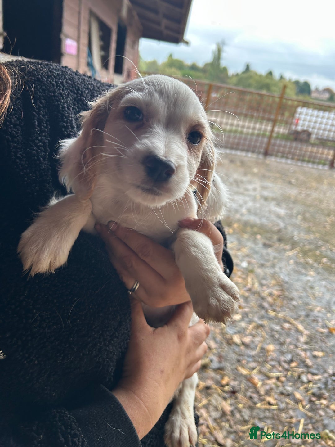 Cocker Spaniel dogs for sale: Beautiful cocker spaniel puppies❤️ - Image 15
