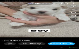 Maltese dogs for sale: Meltis koeran - Image 4