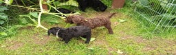 Standard Poodle dogs for stud: My kc reg, standard Poodle, stud only  - Advert 7