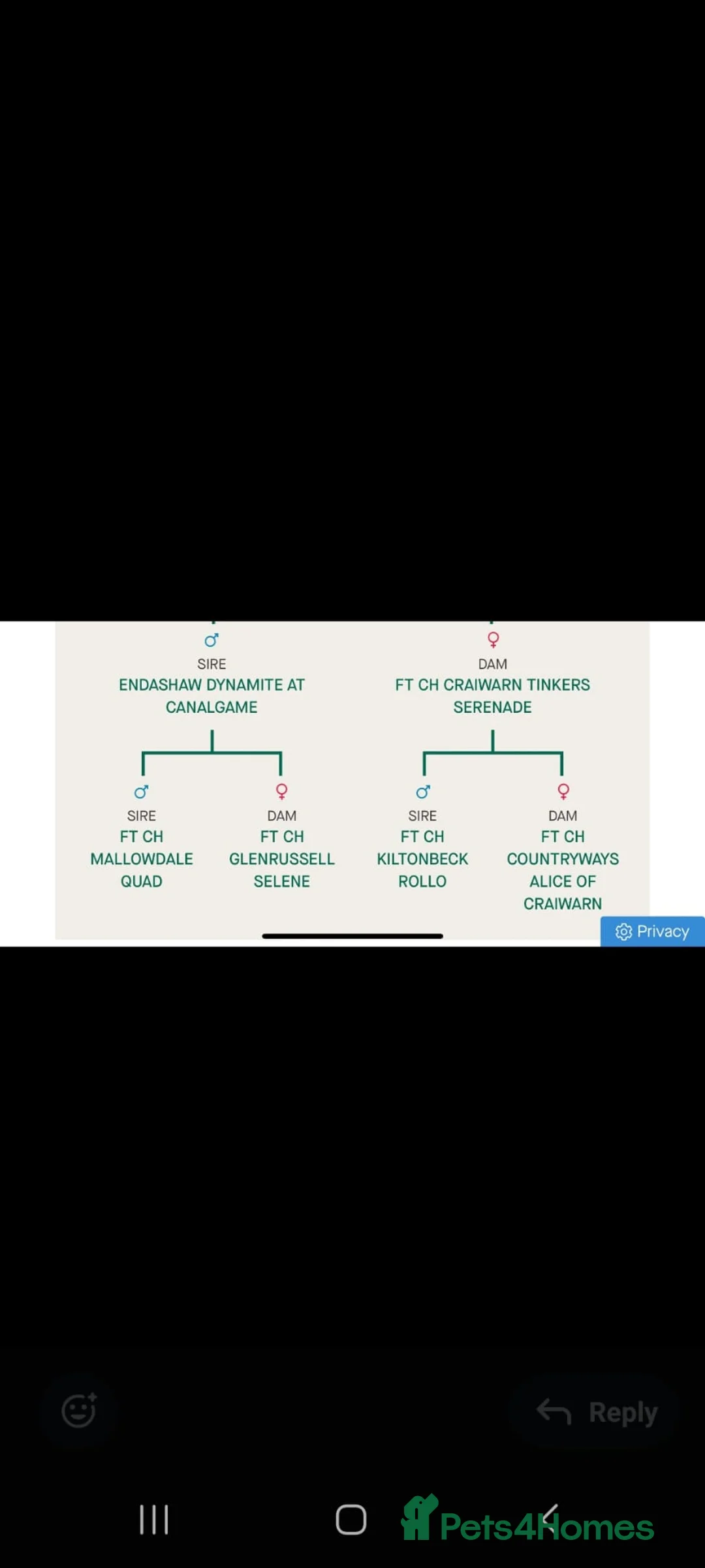 Cocker Spaniel dogs for sale: KC registered working cocker spaniel puppies - Advert 7