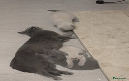 Russian Blue cats for sale: British blue short haired kittens - Image 1