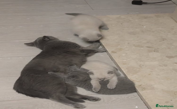 Russian Blue cats - Advert 1