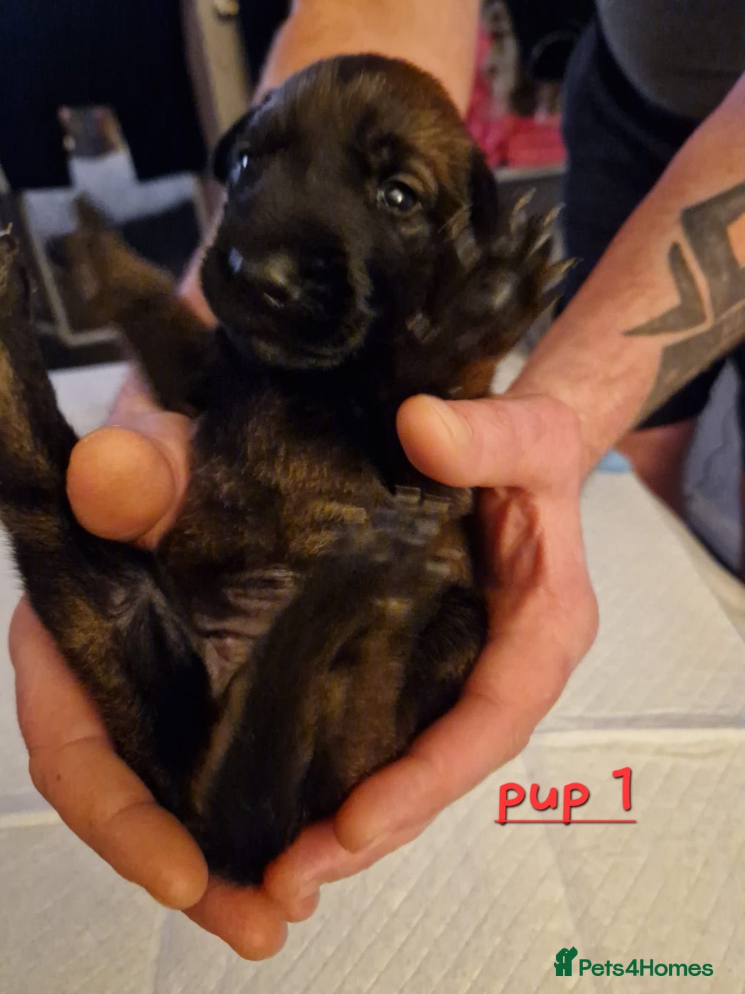 Belgian Shepherd Dog dogs for sale: 100% Belgian Malinois - Advert 7