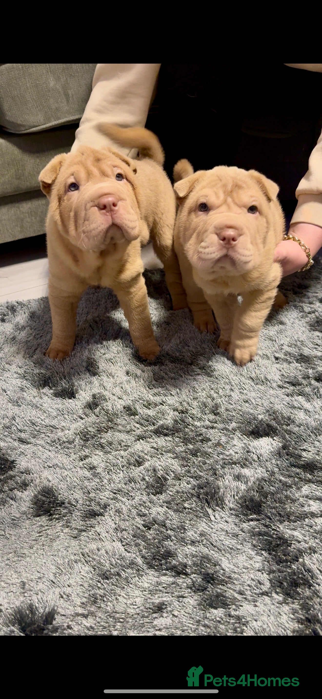 Shar Pei dogs Adorable Sharpei puppies for sale! - Advert 8