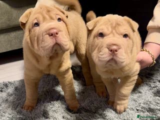 Shar Pei dogs Adorable Sharpei puppies for sale! - Advert 8