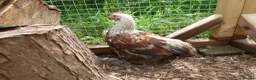 Chickens poultry for sale: Pekin Bantam Cockerels - Advert 15
