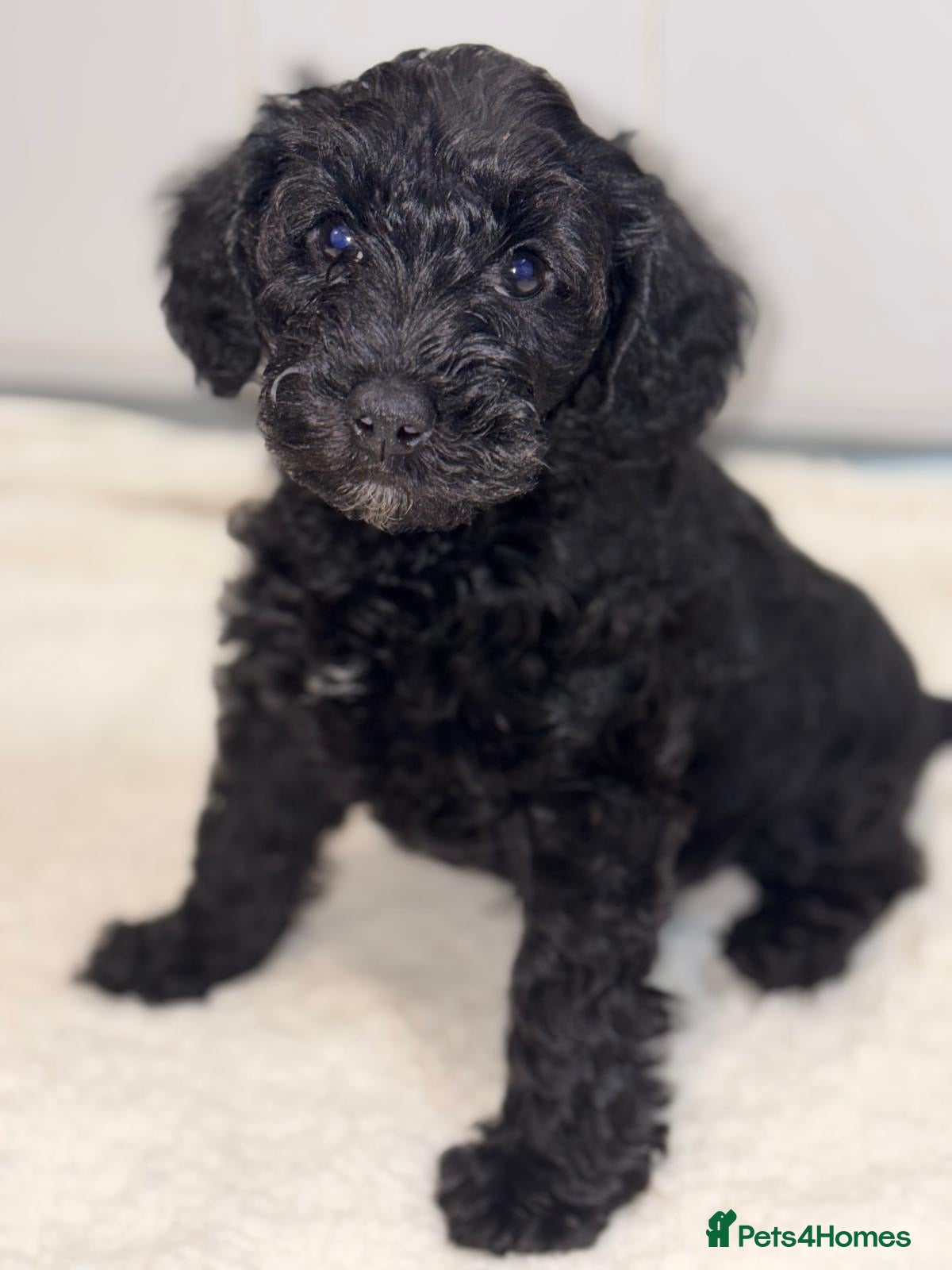 Schnoodle dogs Miniature F1 Schnoodles Puppies  - Advert 2