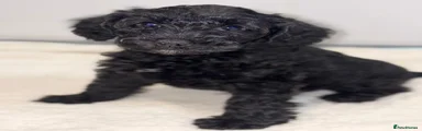 Schnoodle 5