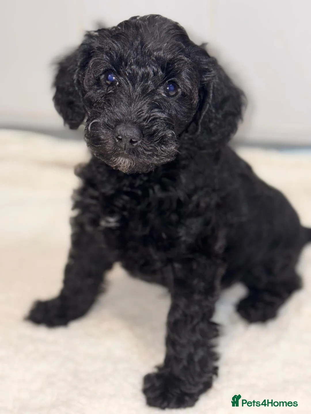 Schnoodle dogs for sale: Miniature F1 Schnoodles Puppies  - Advert 2