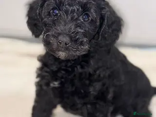 Schnoodle dogs Miniature F1 Schnoodles Puppies - Advert 2