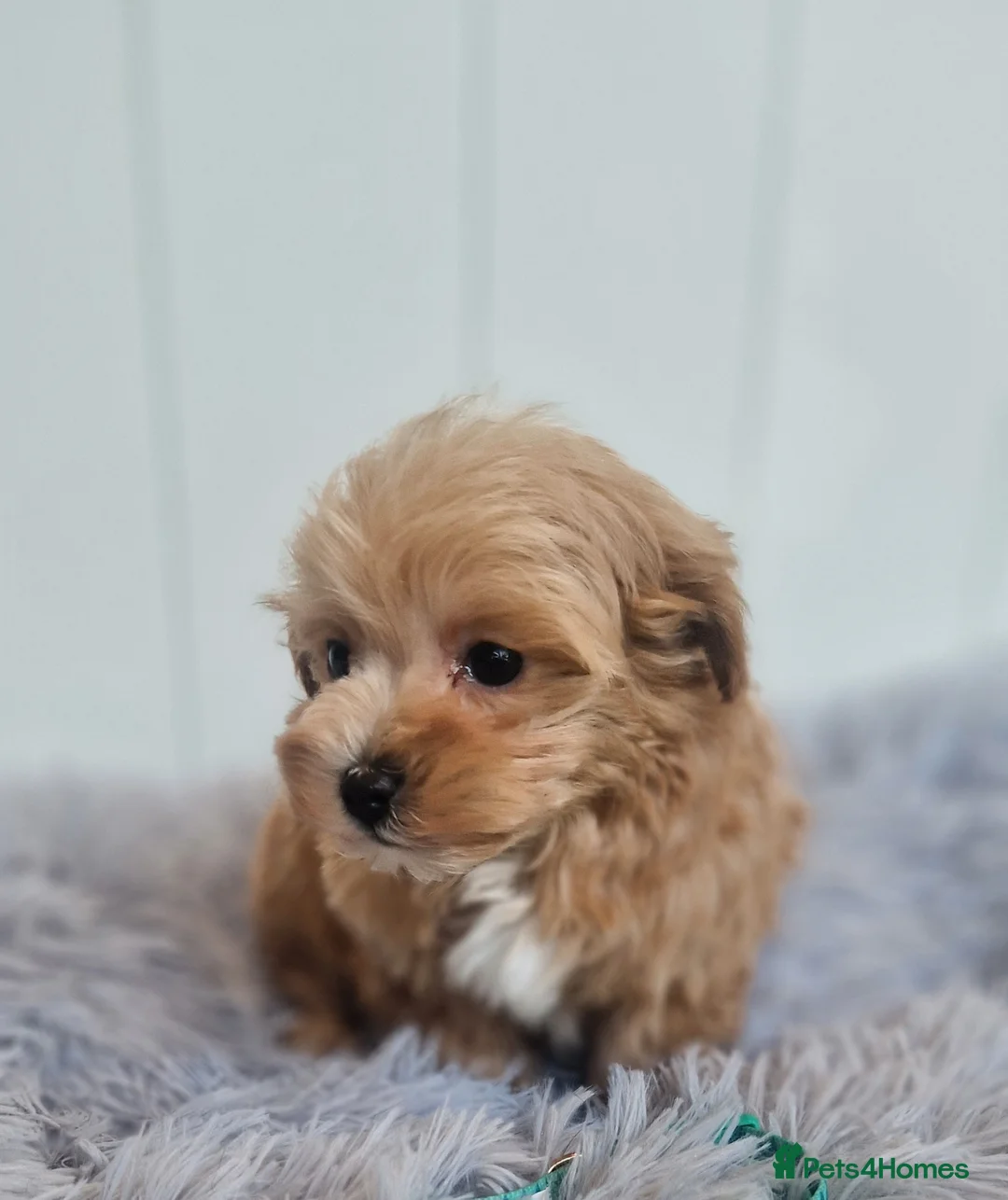 Maltipoo dogs for sale:  Beautiful health clear Maltipoo's - Advert 15