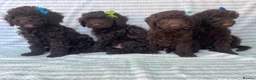 Cockapoo dogs for sale: CHOCOLATE COCKAPOOS GIRLS/BOYS PUPPYS PRA CLEAR - Advert 6