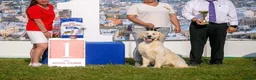 Golden Retriever dogs for sale: 35*GEN FCI KC Reg DAD TITLED CHAMPION HEALTH CER - Advert 3