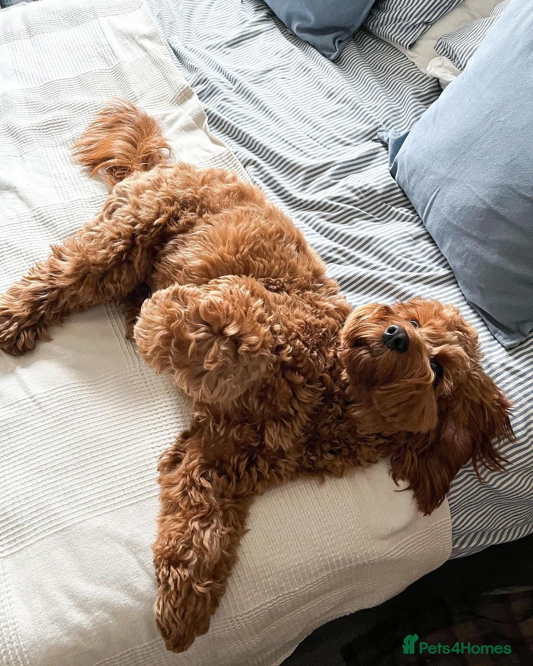 Cockapoo dogs for sale: Beautiful 7Month-Old Puppy Luna - Image 6