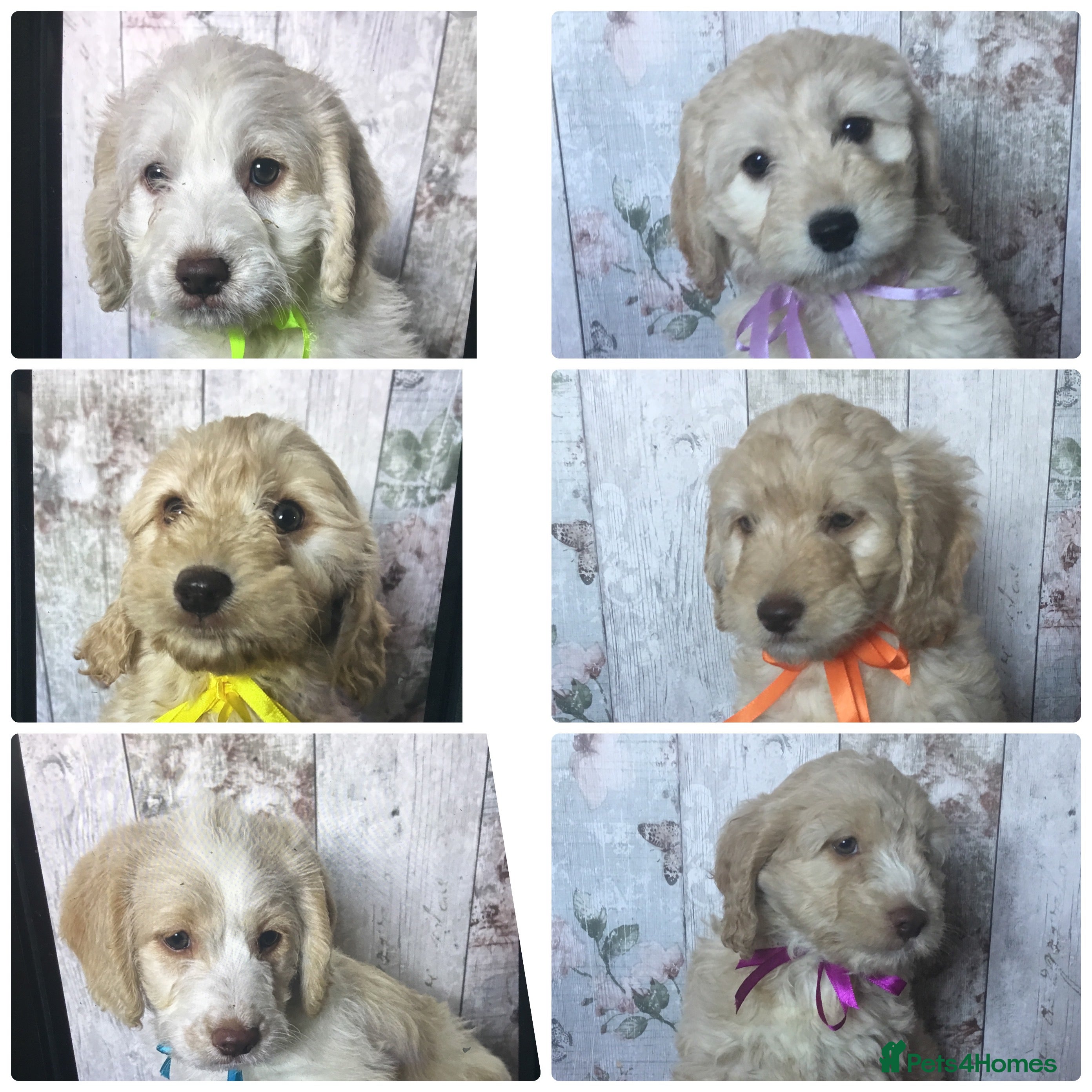 Mixed Breed dogs Cockador x poodle pups( mini doodles) - Advert 9
