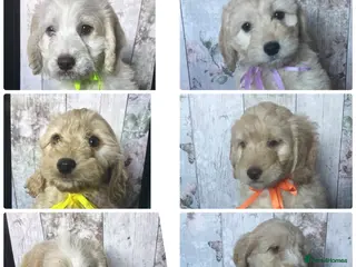 Mixed Breed dogs Cockador x poodle pups( mini doodles) - Advert 9