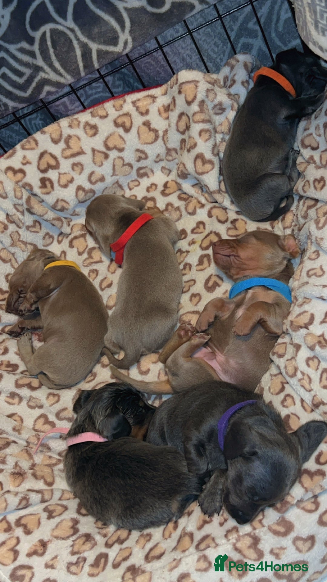 Miniature Dachshund dogs for sale: Mini dachshunds 💚🫶🏻 ready 24th December 🎄🎄 - Advert 4