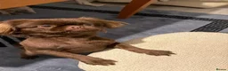 Shih Tzu dogs for stud: 🐾 BROWNIE — PREMIUM STUD SERVICE 🐾 - Advert 3