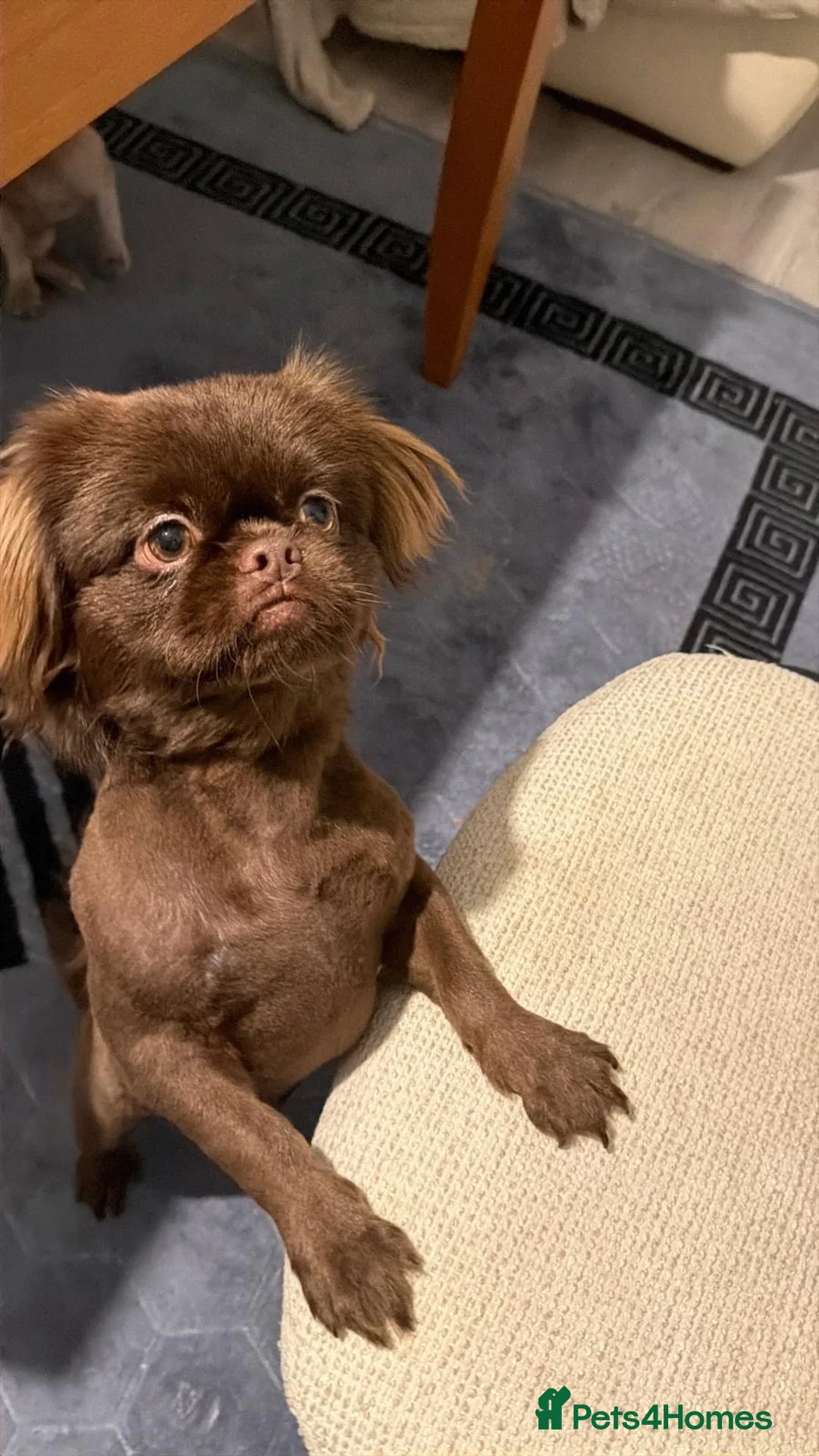 Shih Tzu dogs for stud: 🐾 BROWNIE — PREMIUM STUD SERVICE 🐾 - Advert 3