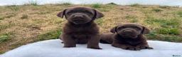 Labrador Retriever dogs for sale: 0/0 hips ⭐️ HEALTH TESTED KC REG chocolate puppies in Llanybydder - Advert 6