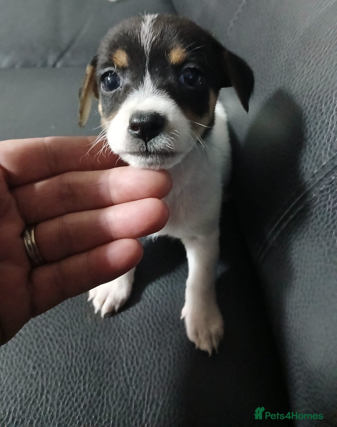 Jack Russell dogs for sale: Jack Russell puppies - Advert 2