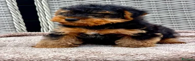 Welsh Terrier 3