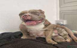 American Bully dogs for sale: Pocket bully’s  - Image 5