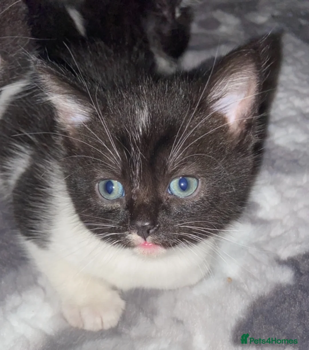 Mixed Breed cats for sale: Male kittens READY TO LEAVE  - Advert 1