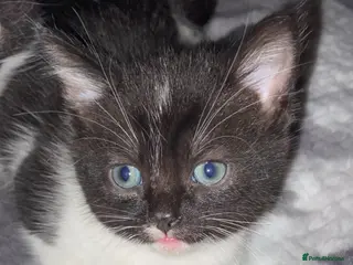 Mixed Breed cats Male kittens READY TO LEAVE - Advert 14