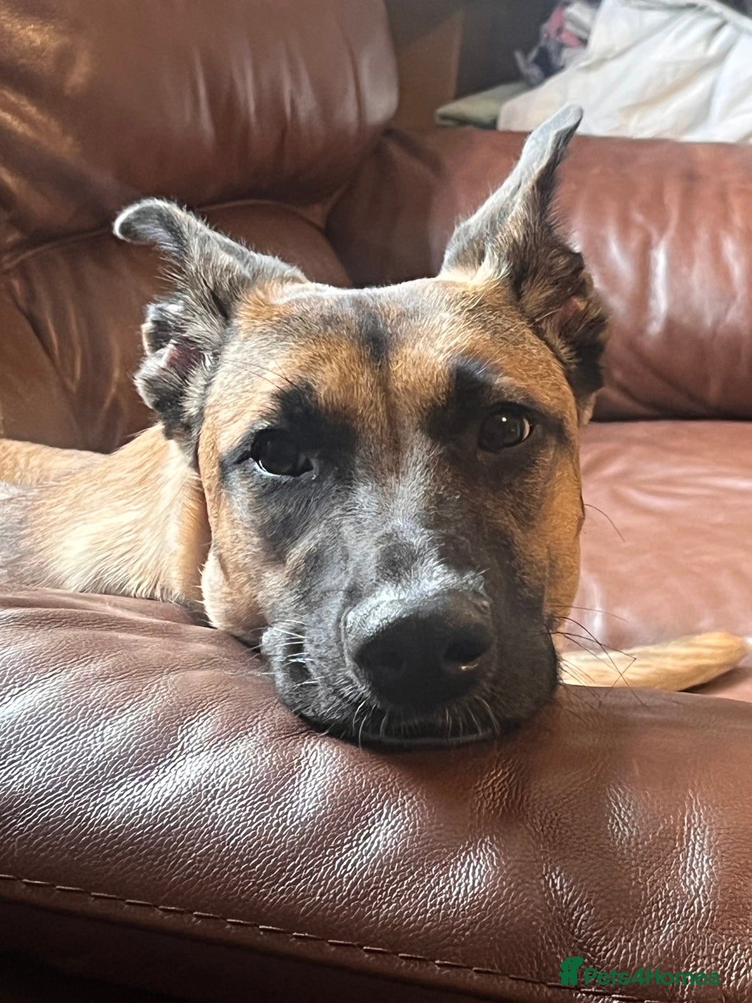 Mixed Breed dogs for sale: Maggie, 11months. Mali/GermanShep X Greyhound - Image 5