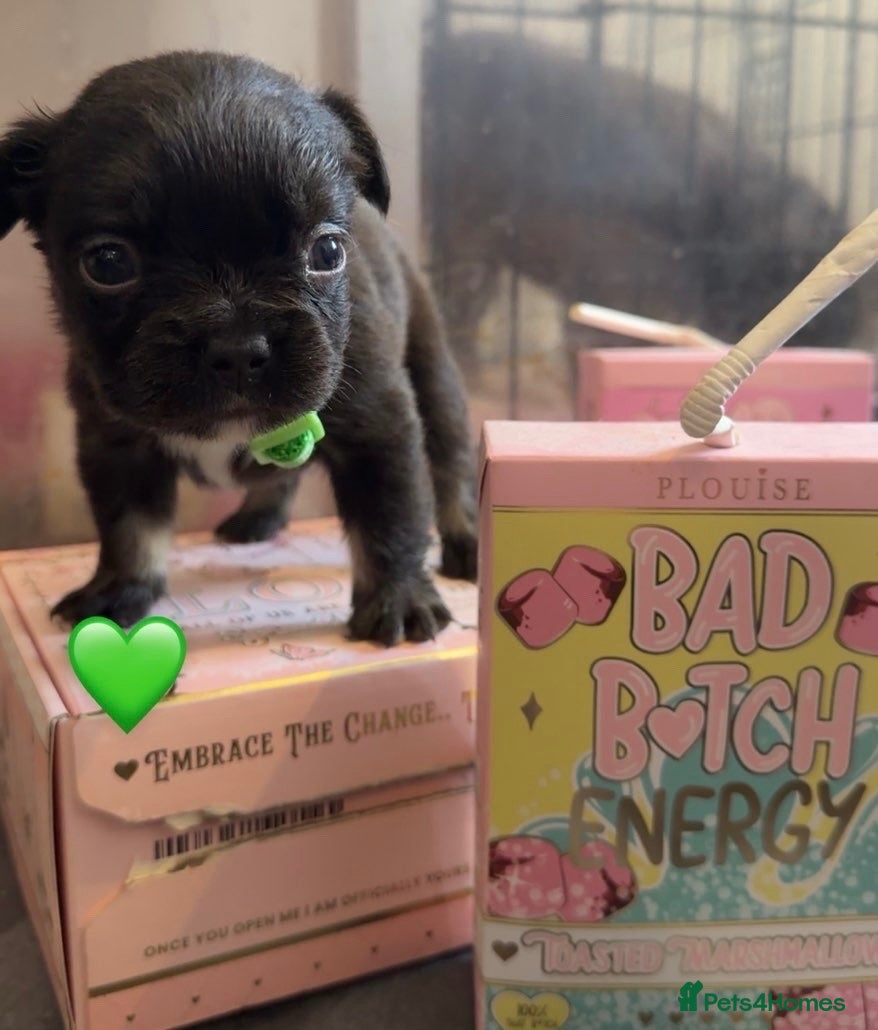 French Bulldog dogs Fluffy French bulldog - Advert 1