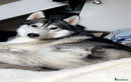 Siberian Husky dogs for stud: siberian husky for stud purebreed - Image 4