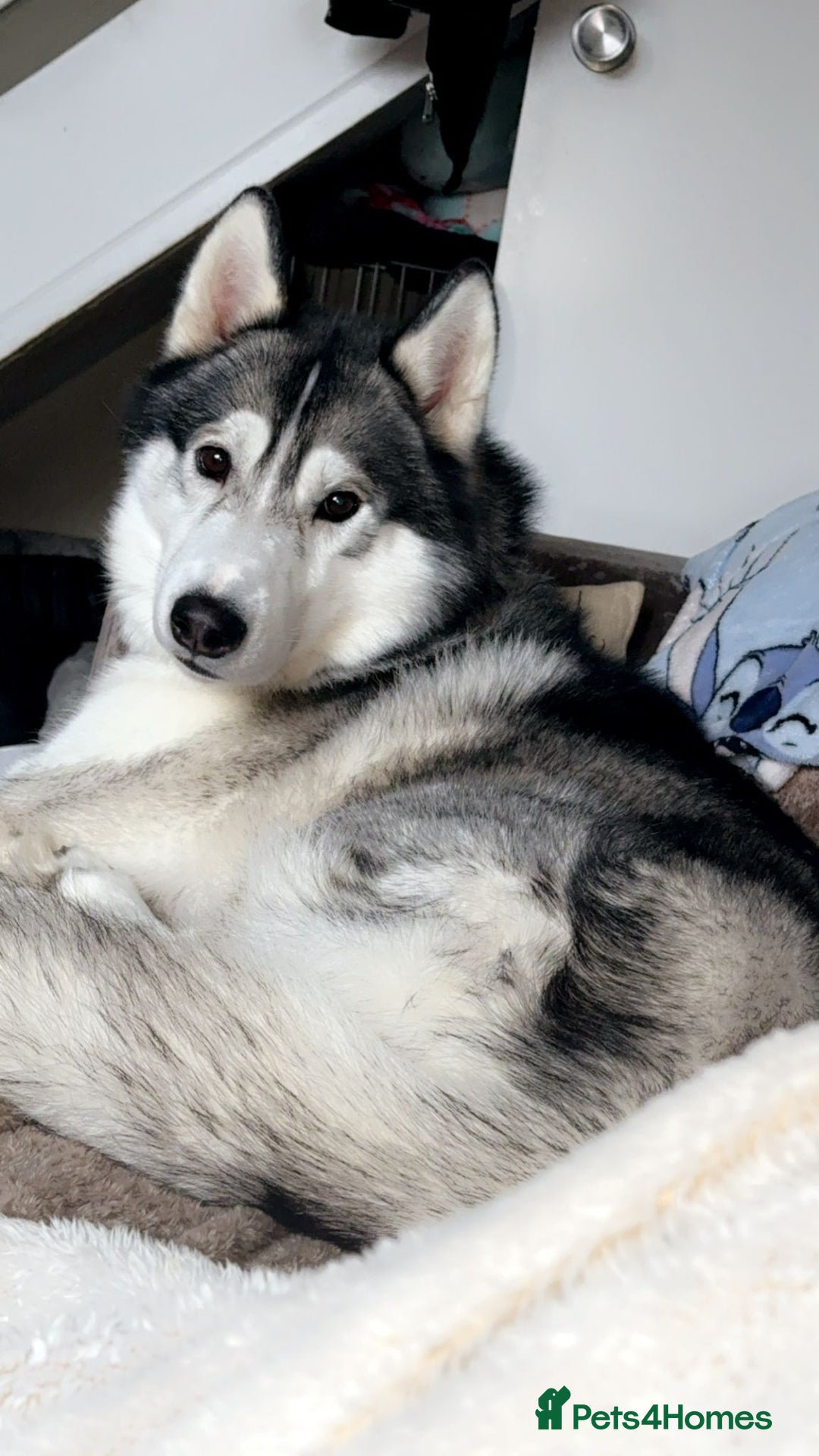 Siberian Husky dogs for stud: siberian husky for stud purebreed - Image 4
