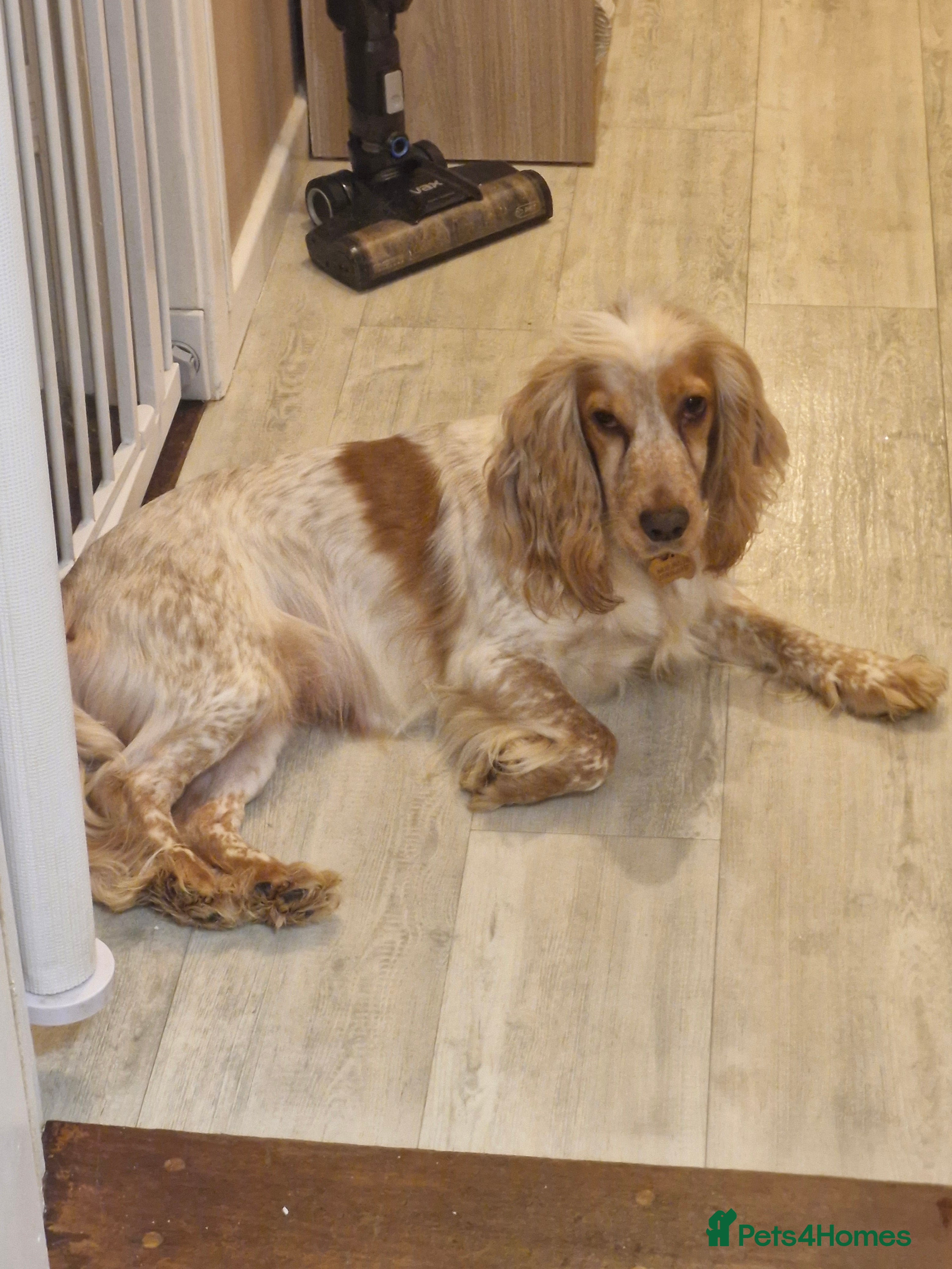 Cocker Spaniel dogs KC registered pedigree Cocker Spaniels - Advert 7