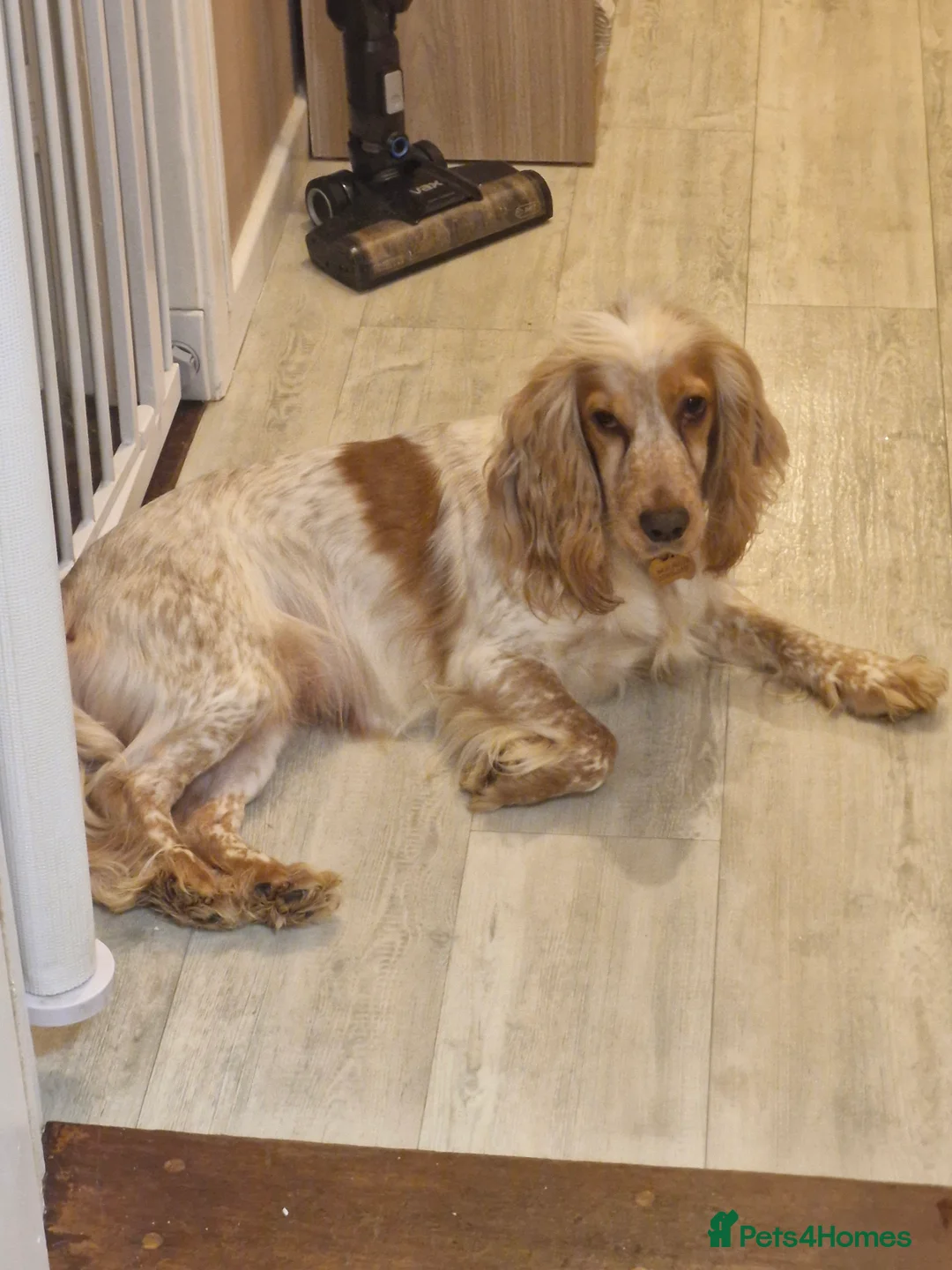 Cocker Spaniel dogs for sale: KC registered pedigree Cocker Spaniels - Advert 1