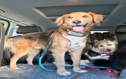 Mixed Breed dogs for adoption: Sweet Nathan Is looking for Love  - Image 17