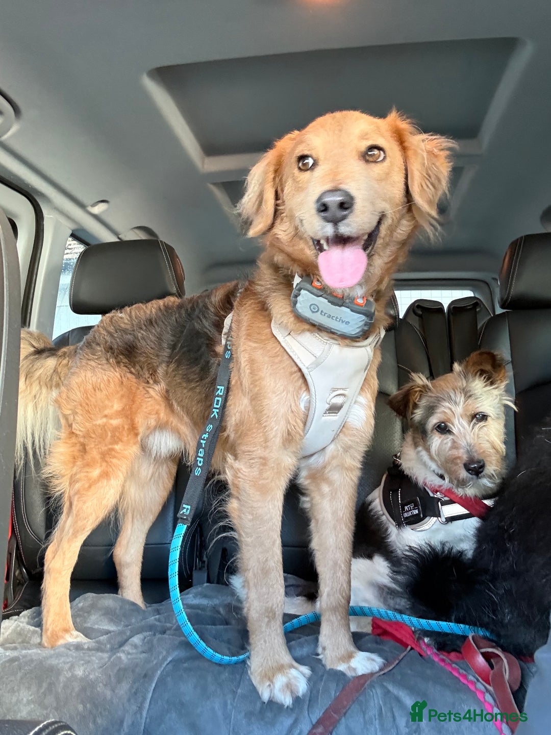 Mixed Breed dogs for adoption: Sweet Nathan Is looking for Love  - Image 17