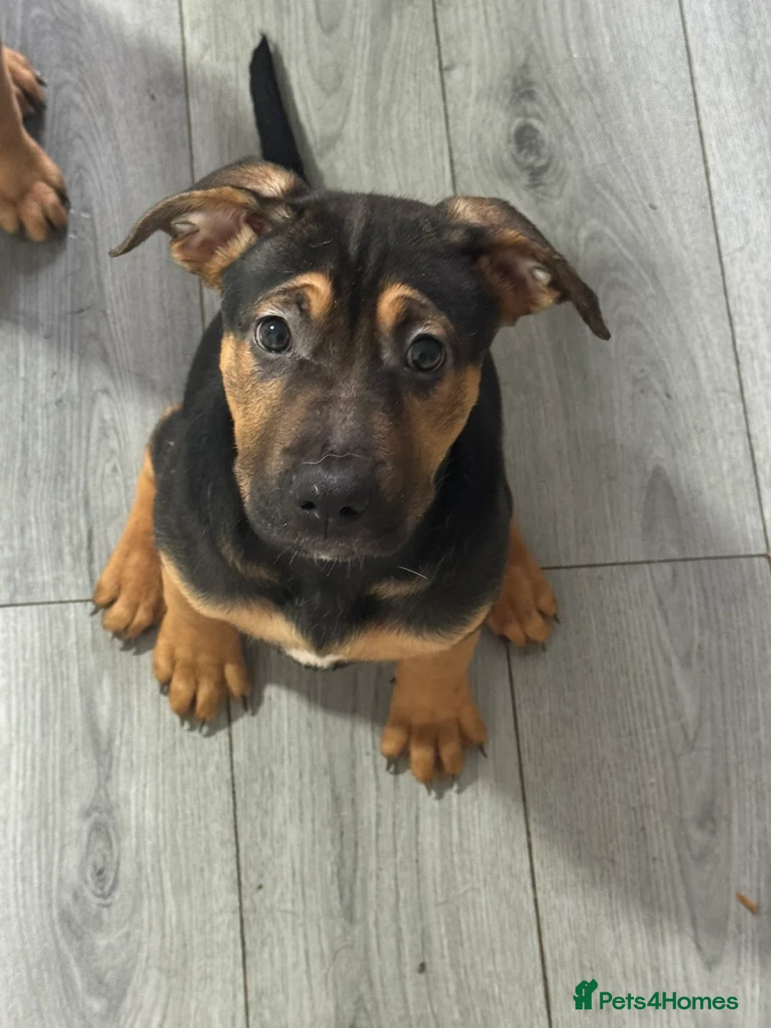 Mixed Breed dogs for sale: German shepherd x American bulldog - Advert 5