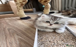 Scottish Fold cats for sale: Adorable Scottish Fold Kittens Ready for New Homes - Image 25