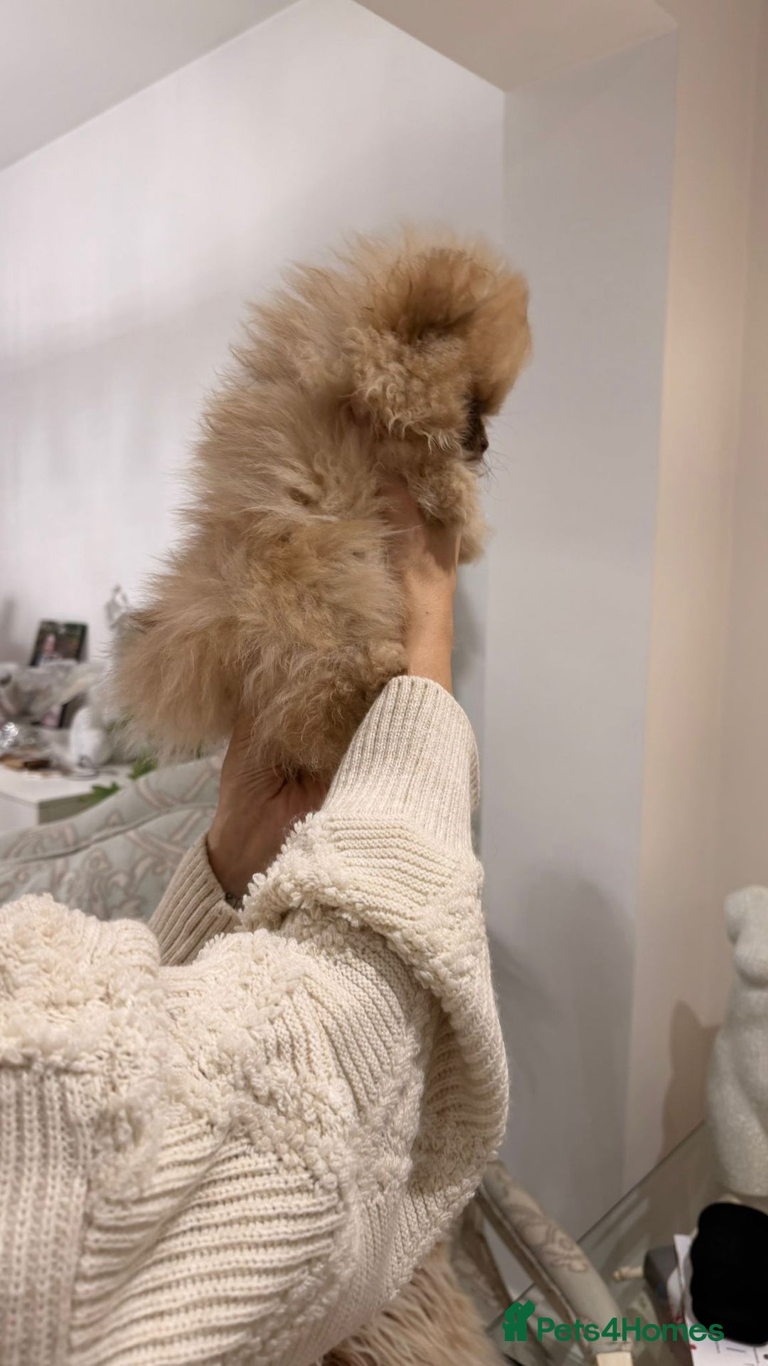 Pomeranian dogs for sale: Stunning littler of KC Pom puppies - Advert 21