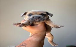 Mixed Breed dogs for sale: Staffy cross Frenchie puppies - Image 9