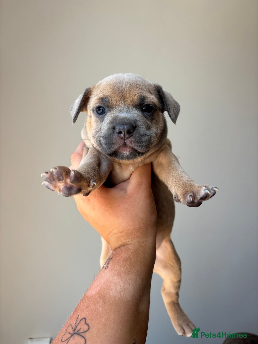 Mixed Breed dogs for sale: Staffy cross Frenchie puppies - Image 9