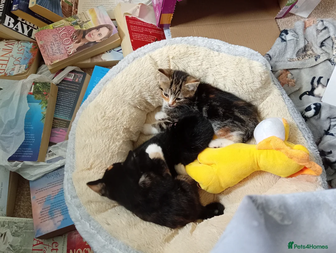 Domestic Shorthair cats for sale: Tabby in Huddersfield - Advert 2
