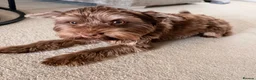 Yorkshire Terrier dogs for sale: 1 year old purebred chocolate yorkie for sale  in Hemel Hempstead - Advert 8
